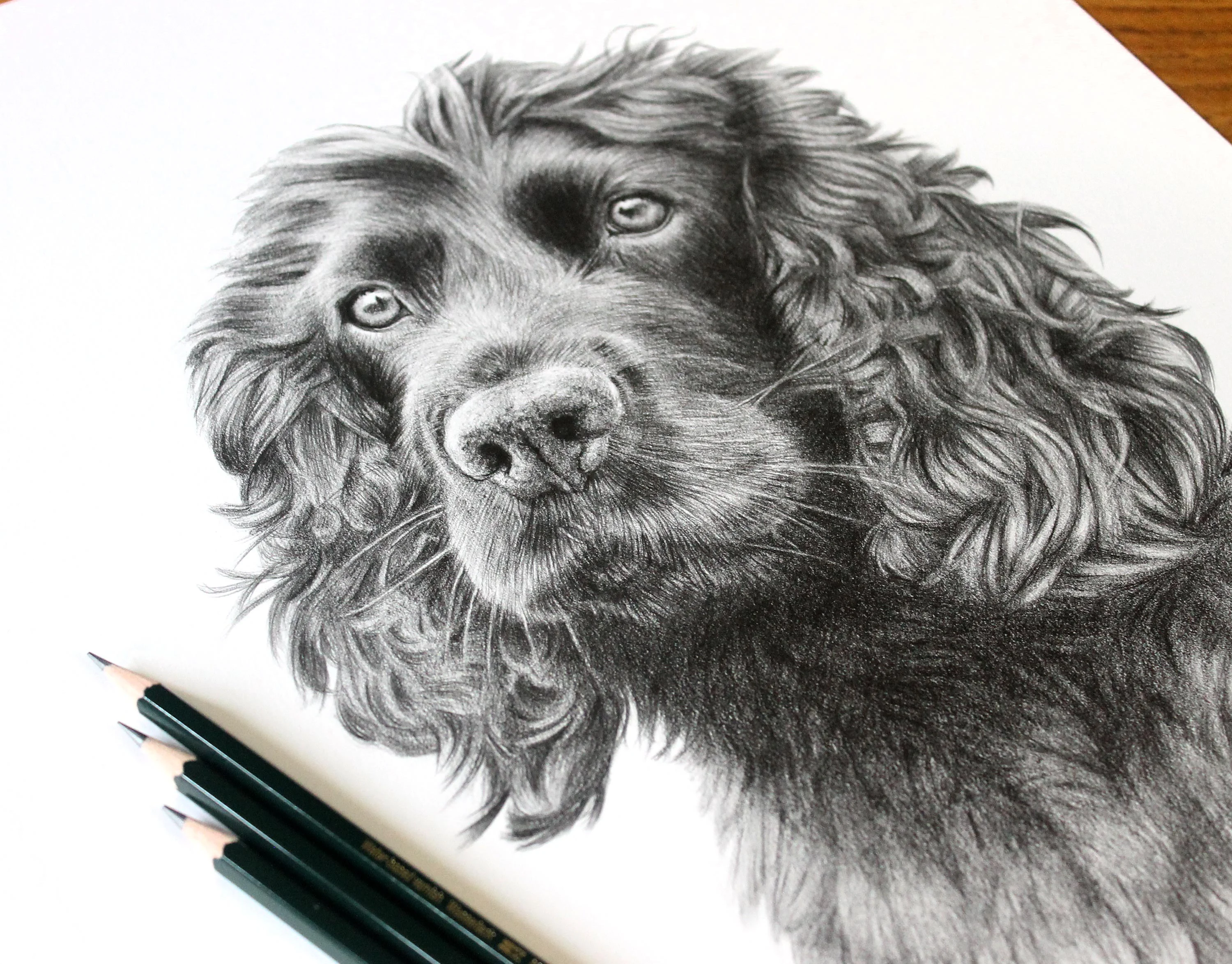 Spaniel Pencil Portraits