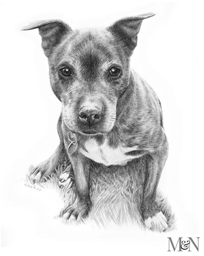 dog Portrait