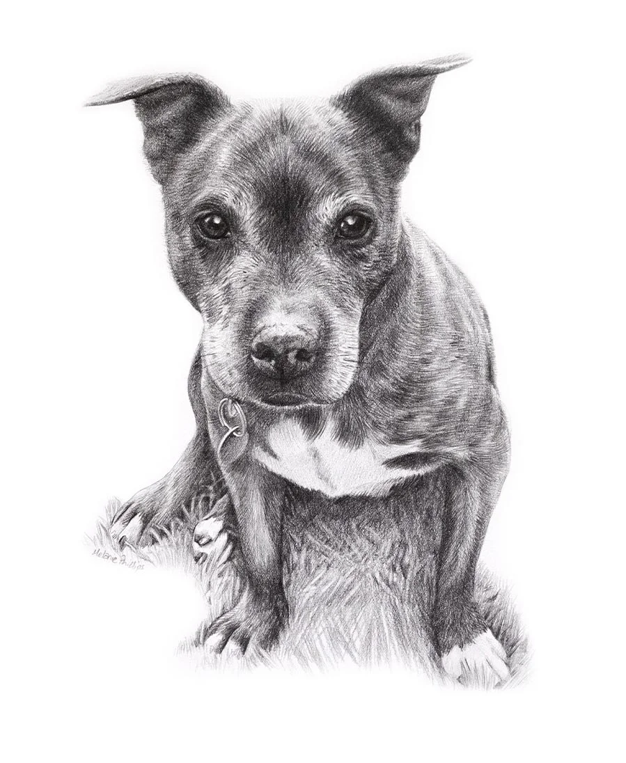 Pencil drawing of a dog called Stormy