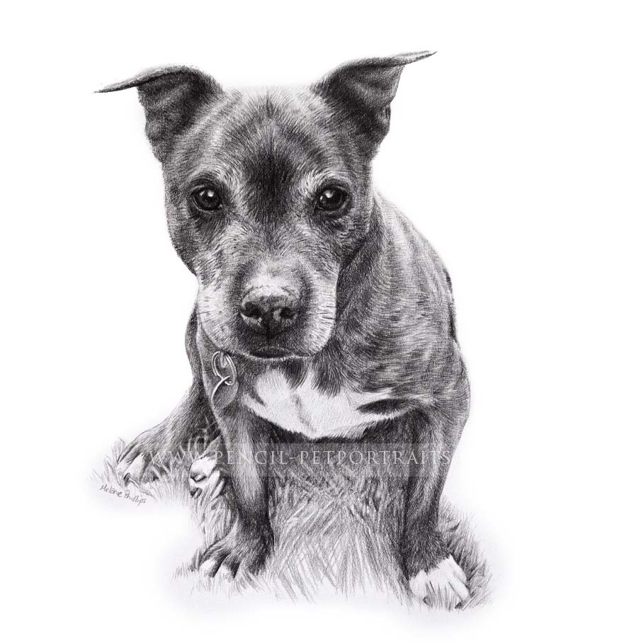 Staffy Pet Portraits