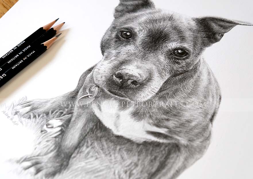 Staffy Pet Portraits