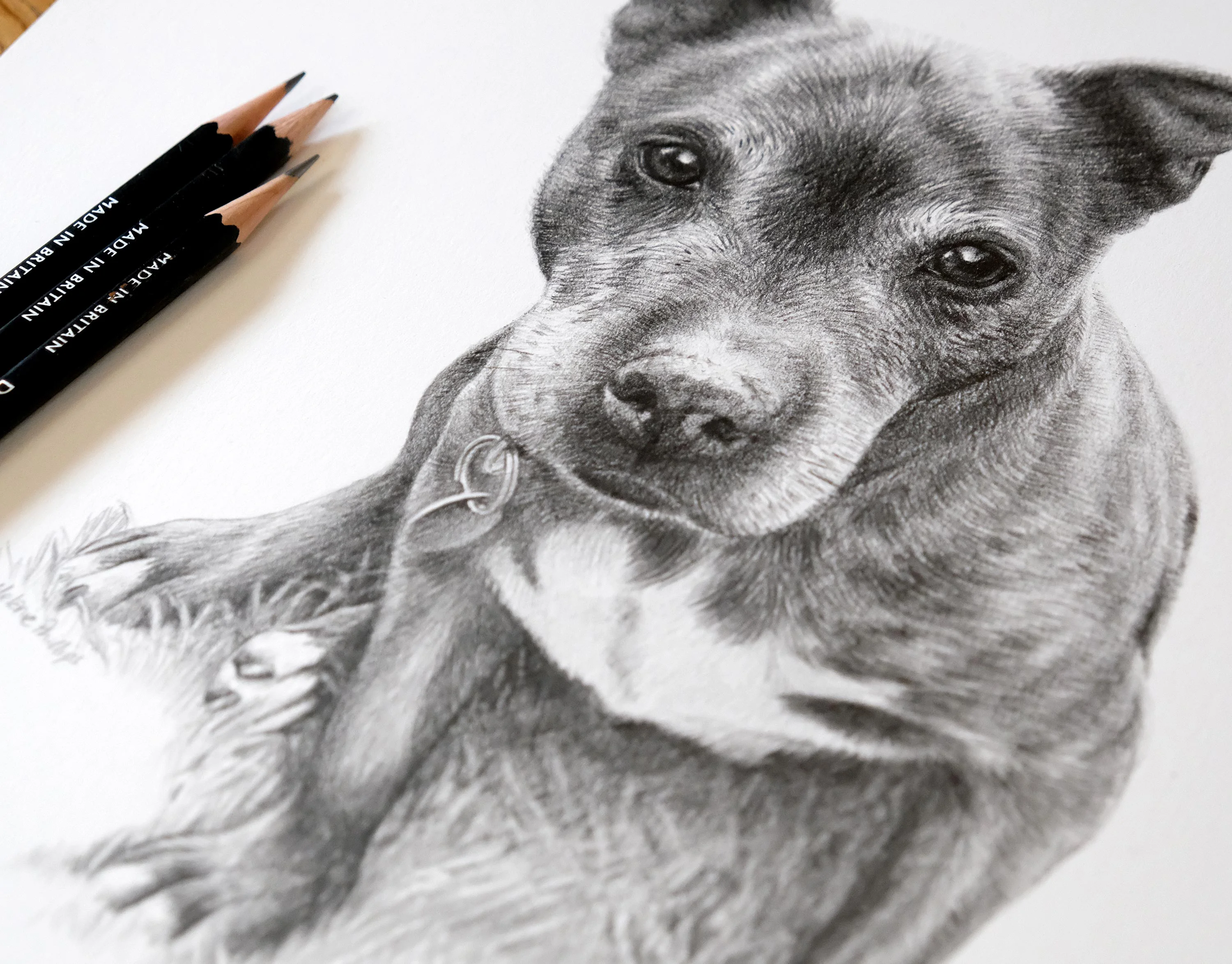Staffy Pet Portraits