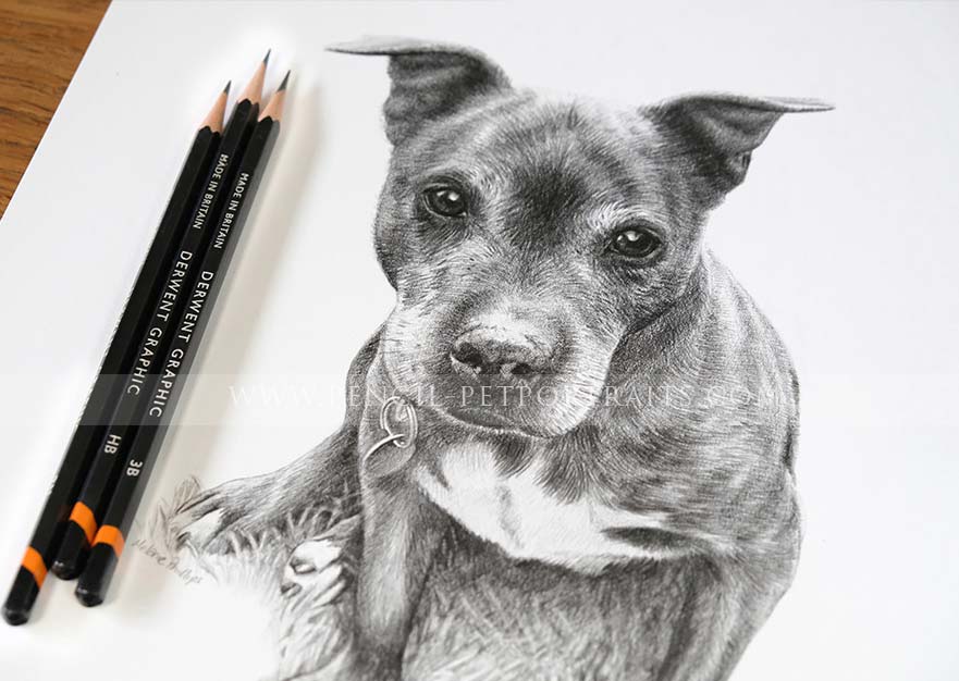 Staffy Pet  Portraits