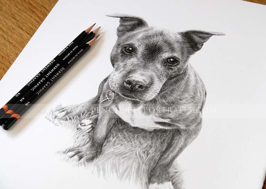 Staffy Pet Portraits