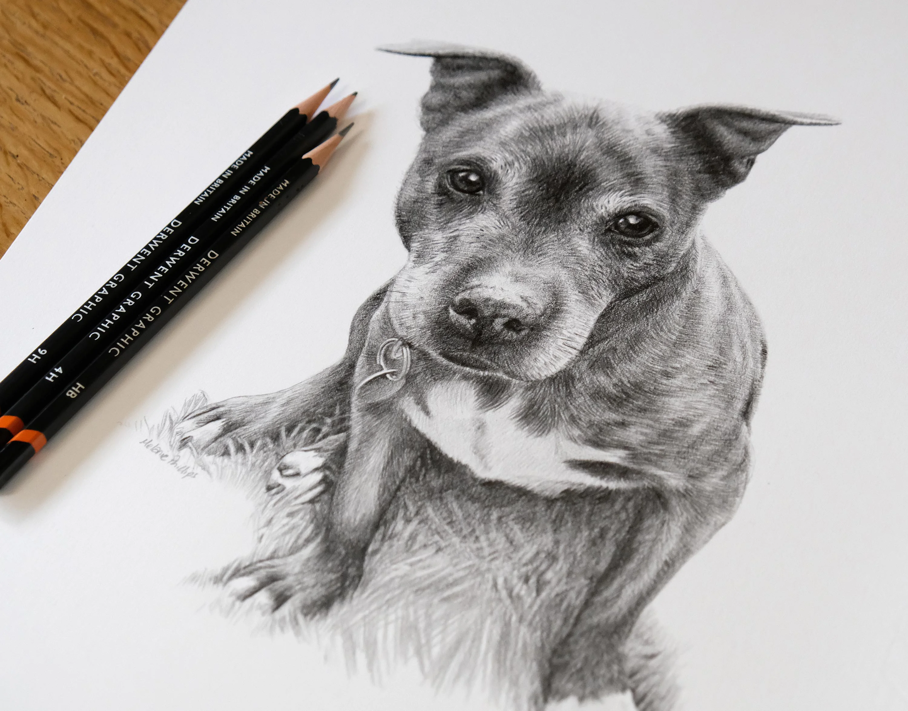 Staffy Pet Portraits