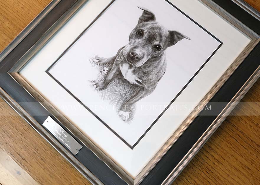 Staffy Pet Portraits Framed