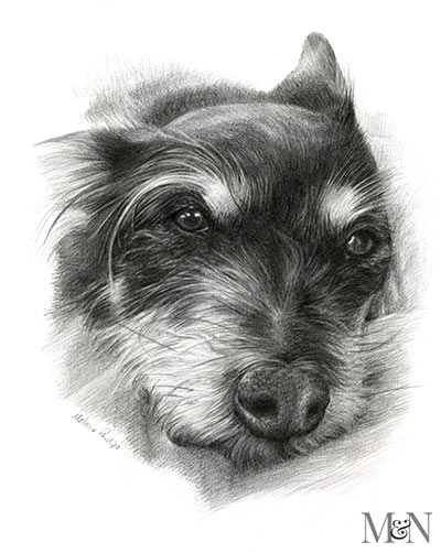 dog Portrait