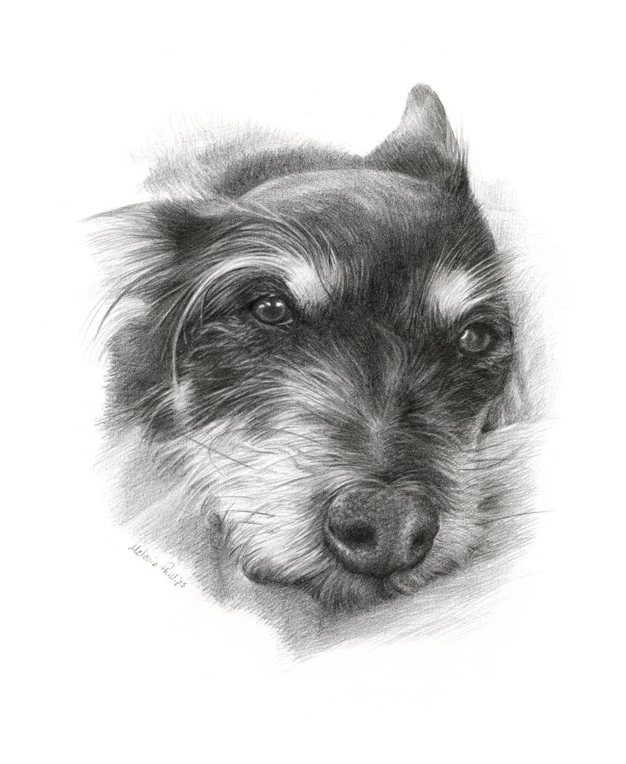Dog Pencil Pet Portraits