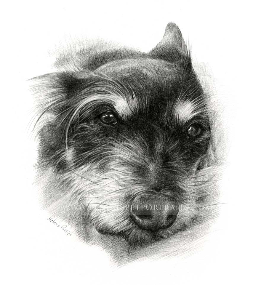 Terrier Pet Portraits