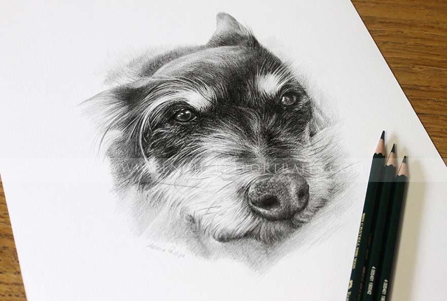 Terrier Pet Portraits