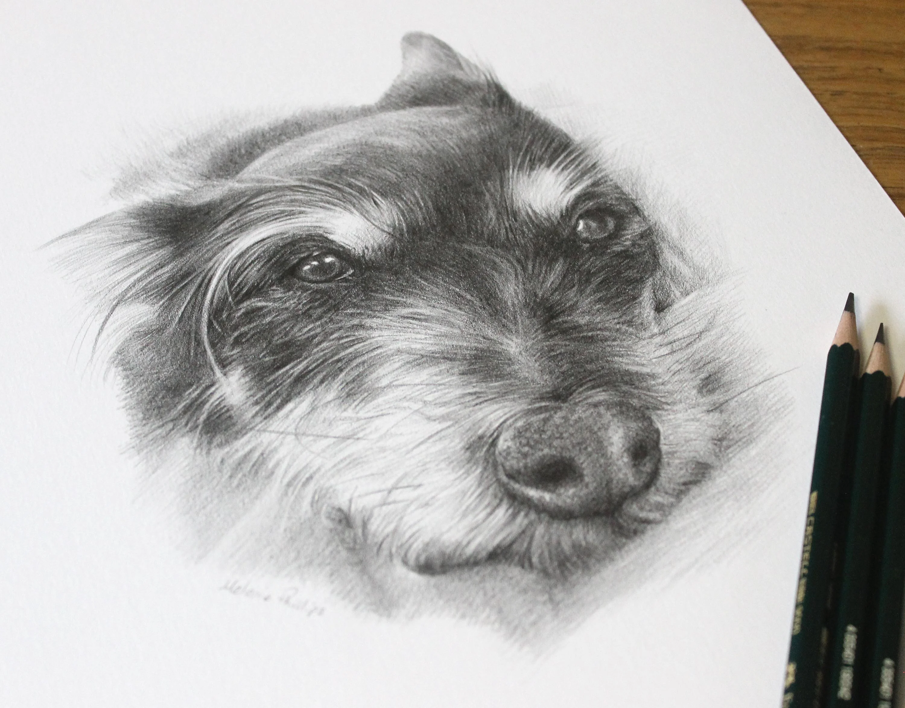 Terrier Pet Portraits