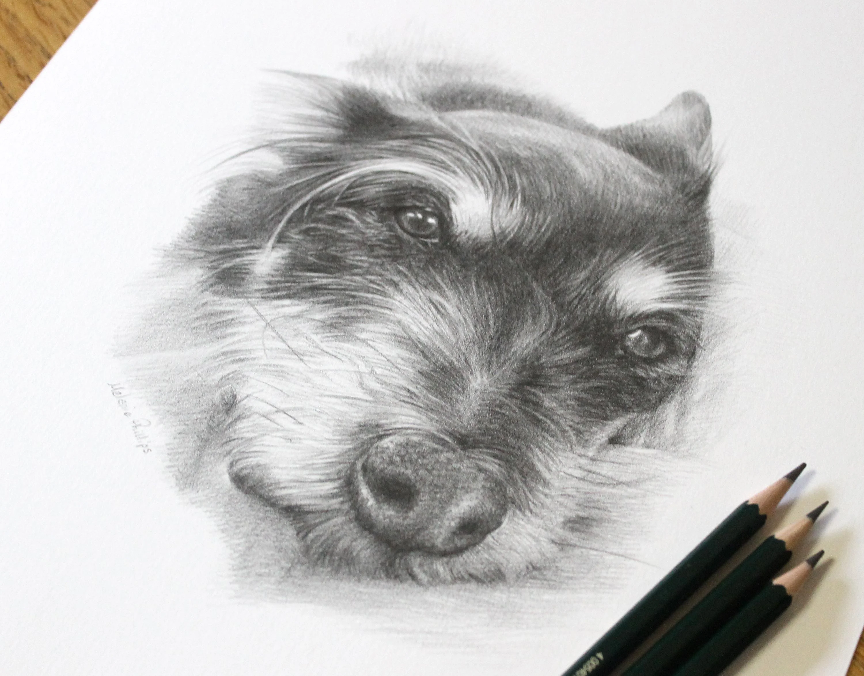 Terrier Pet Portraits