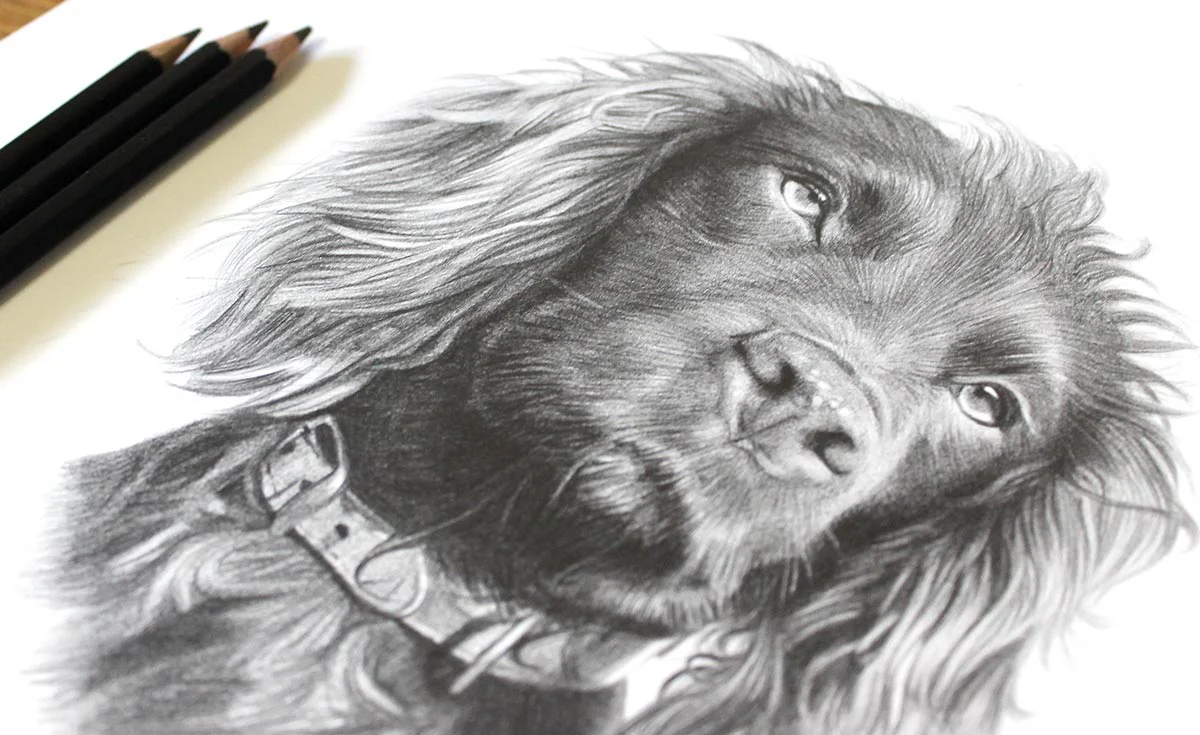 Spaniel by Melanie Phillips