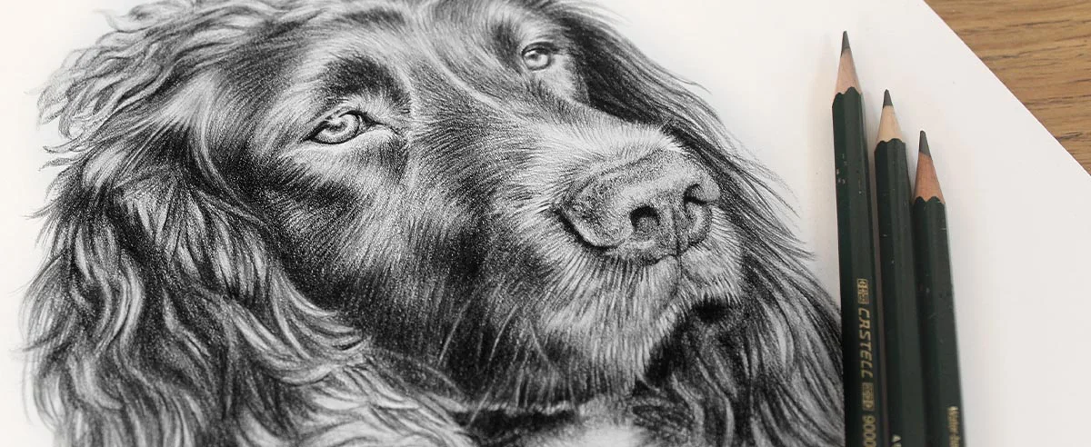 Spaniel by Melanie Phillips