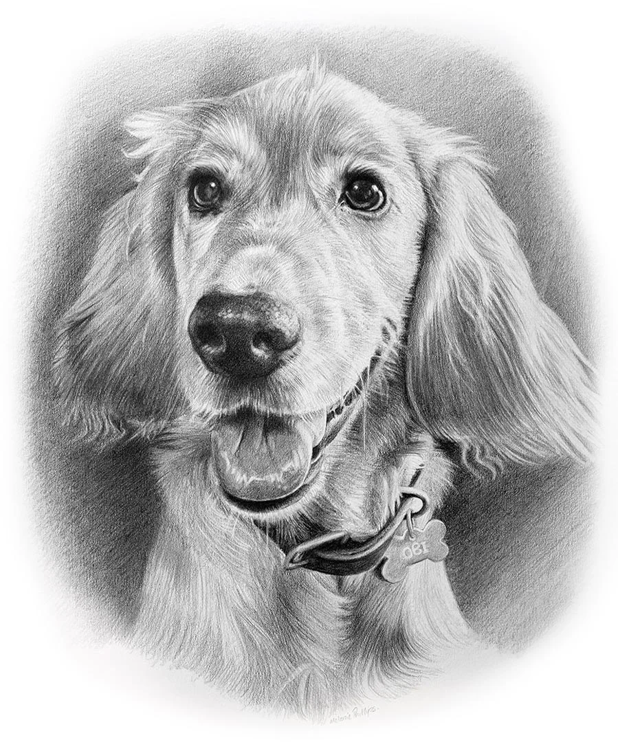 Cocker Spaniel pencil portrait of Obi, hand-drawn in graphite by UK pet artist Melanie Phillips