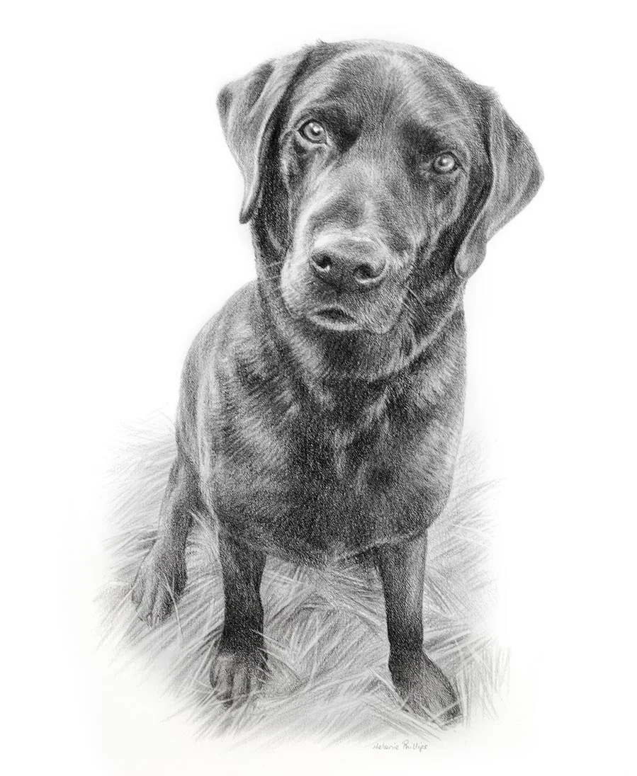 Pencil drawing of Black Labrador of Emrik