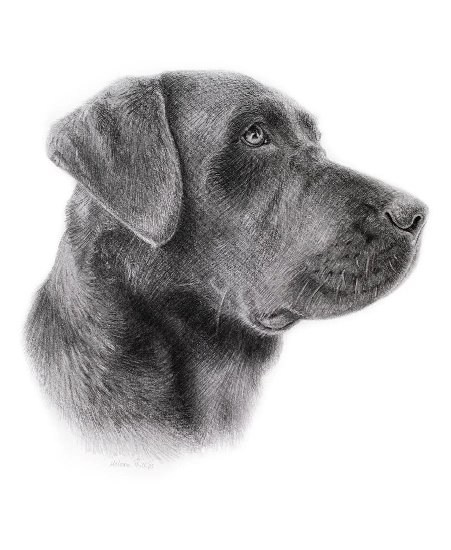 Pencil portrait of Ted, a Black Labrador drawn by Melanie Phillips