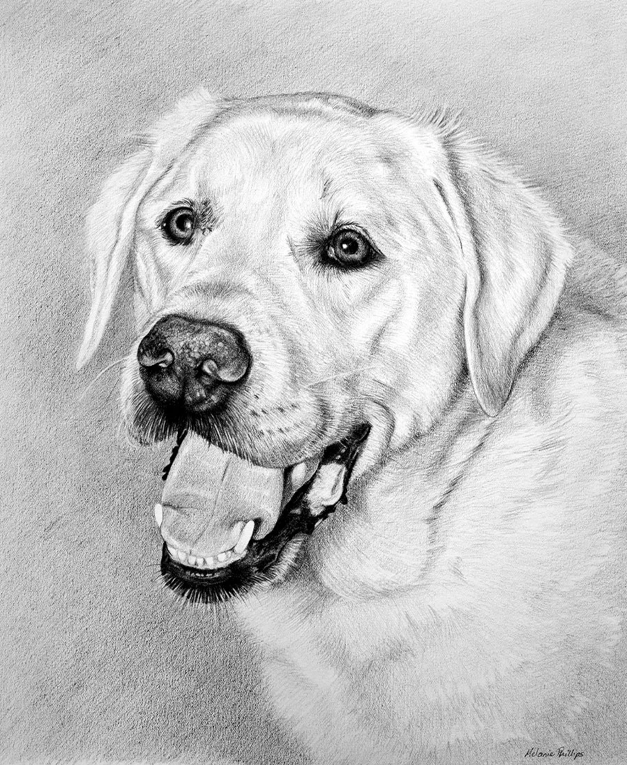 Classic pencil pet portrait of Dexter the Golden Retriever, hand drawn from a photo