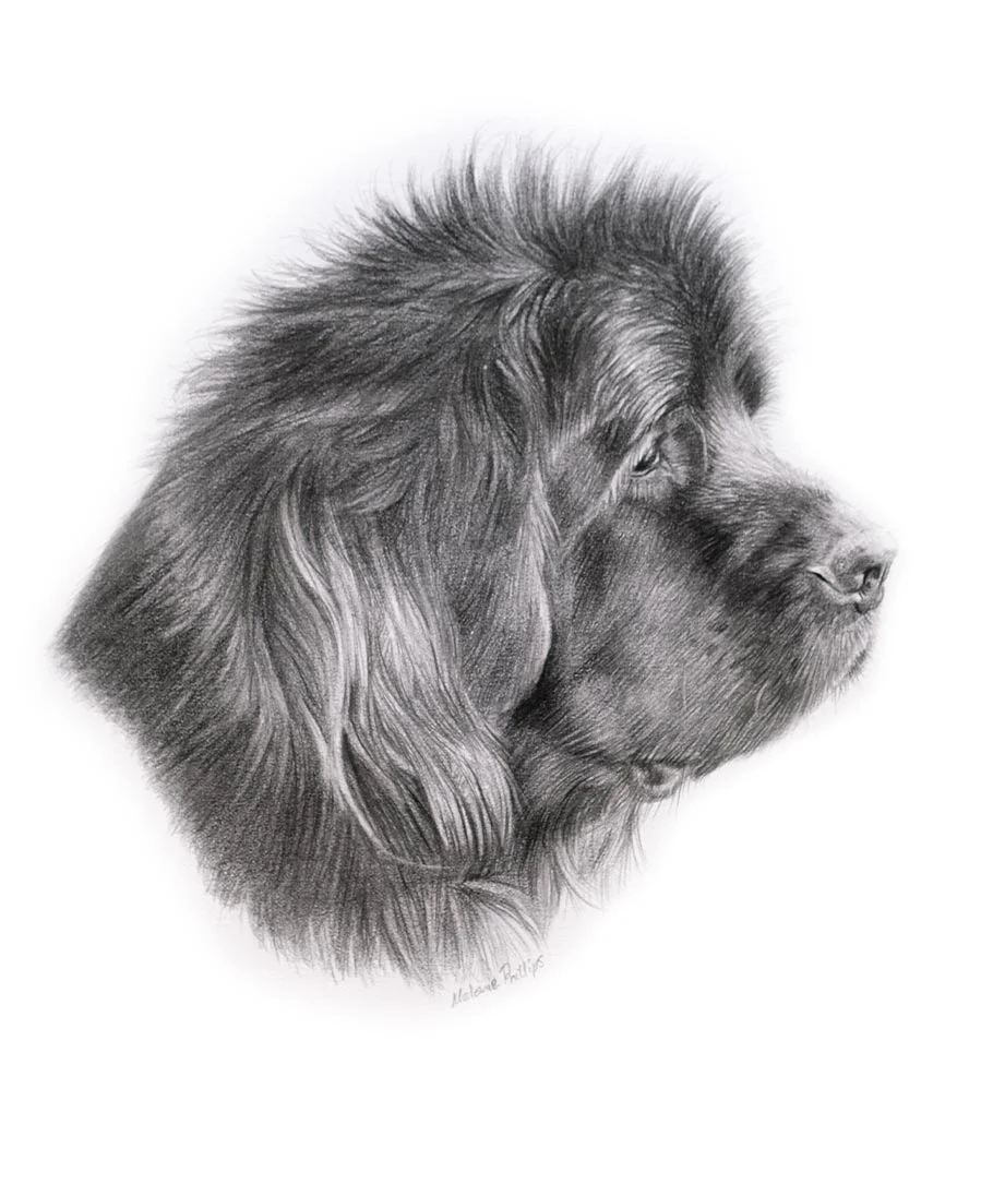 Pencil portrait of Newfoundland drawn by Melanie Phillips