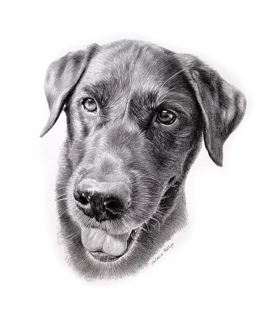 Realistic dog drawing of Beano, a custom hand-drawn pencil portrait