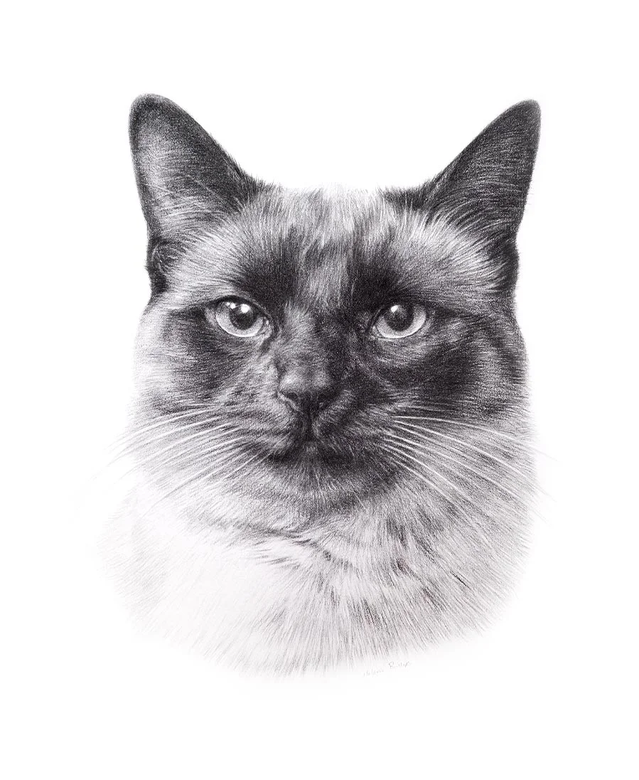 Pencil drawing of a cat called Swiffer