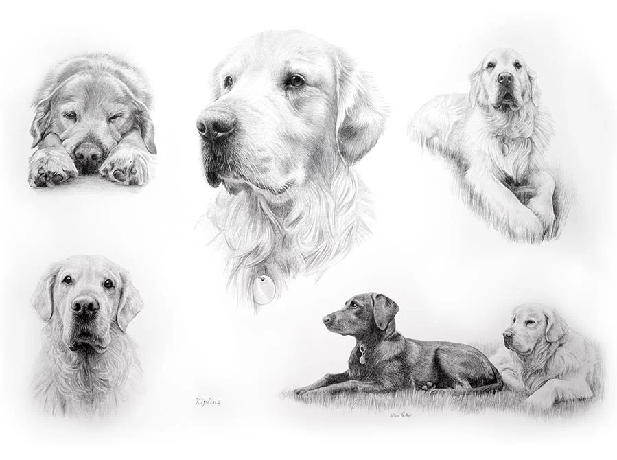 Labrador Kipling captured in a realistic pencil portrait by UK artist Melanie Phillips