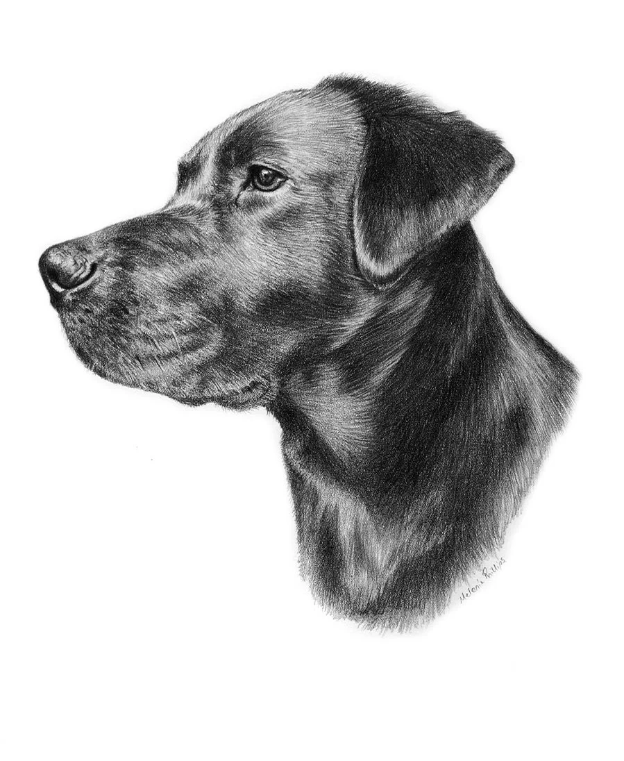 Custom pencil drawing of Betty, a Black Labrador created as a special gift