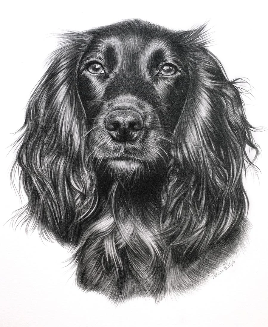 Cocker Spaniel Widgeon captured in a realistic pencil portrait by UK artist Melanie Phillips