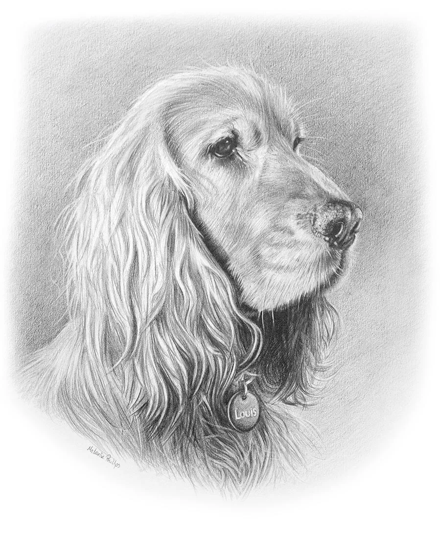 Realistic dog drawing of Spaniel, a custom pencil portrait