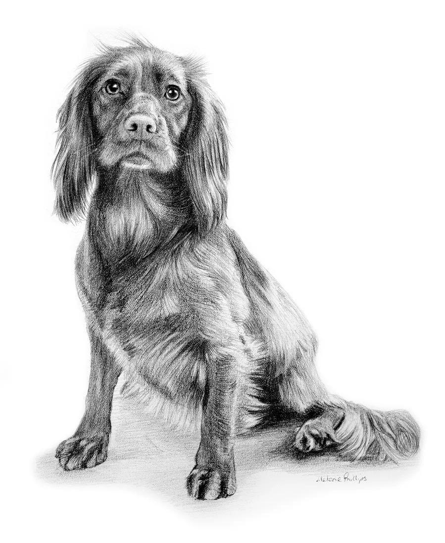 Full body pencil portrait of Mollie the Cocker Spaniel, drawn by Melanie Phillips