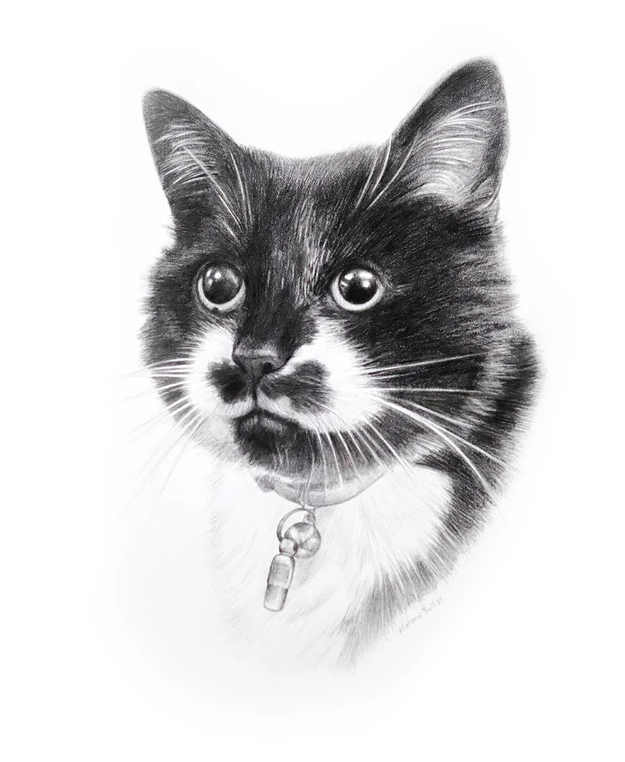 Custom pencil drawing of Meg, a loved family cat.