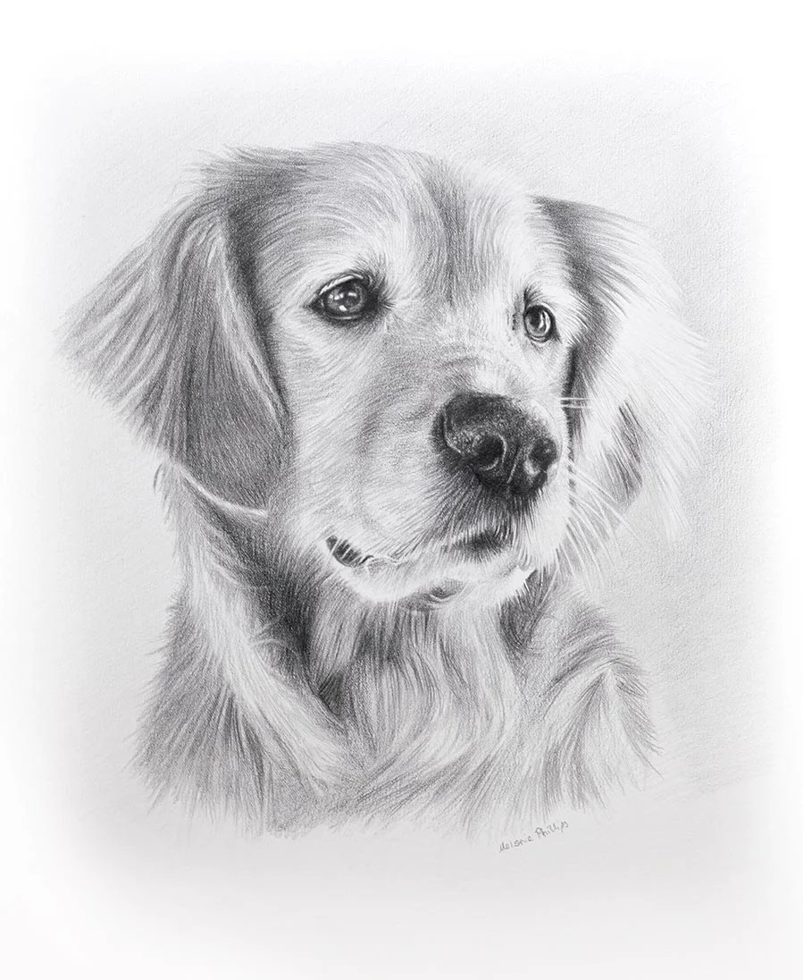 Classic pencil pet portrait of Sam the Golden Retriever, hand-drawn from a favourite photo
