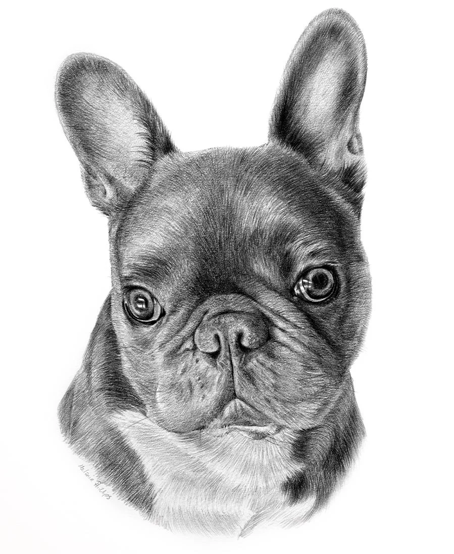 Pencil portrait of Leon the French Bulldog, drawn by Melanie Phillips